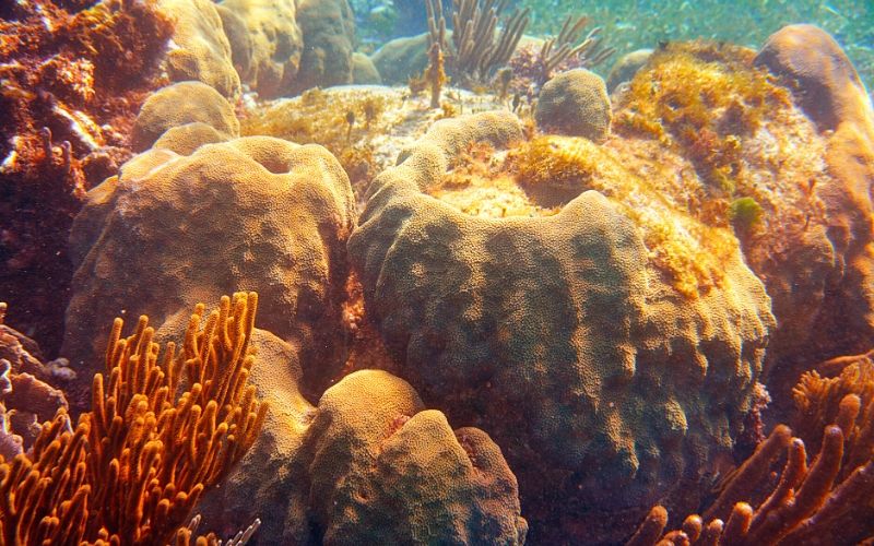 coral reef at Mesoamerican Reef