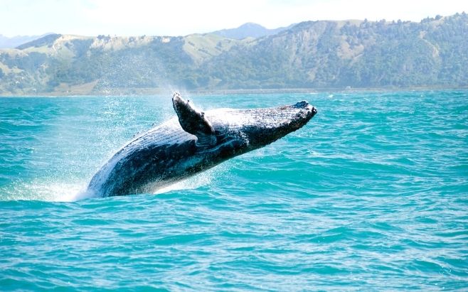 whale jumping out the ocean water
