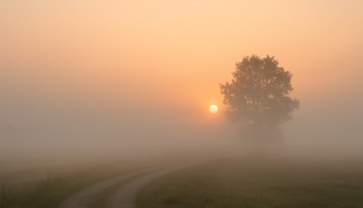 foggy pathway outdoors with tree and dawnlight